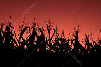 Corn field at sunset - red sky