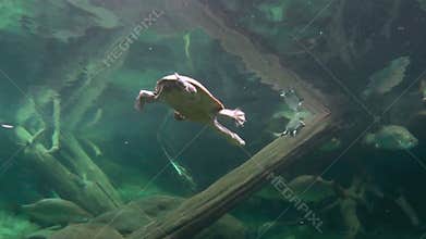 Long Neck Turtle Swimming 1