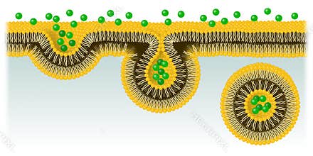 Endocytosis