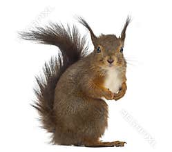Red squirrel