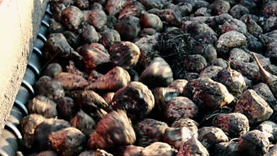 Separation of sugar beet