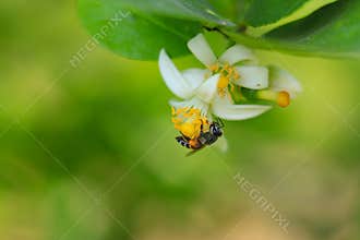 A bee is gathering carpels on the lime flower