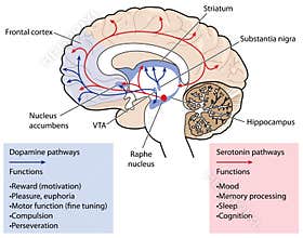 The dopamine and serotonin pathways in the brain