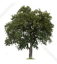Isolated Apple Tree