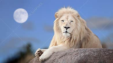 White lion