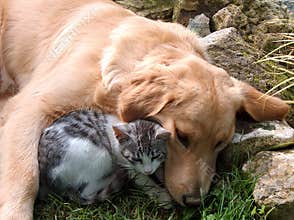Dog and cat