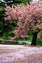 Incredible scene - Cherry blossom snow