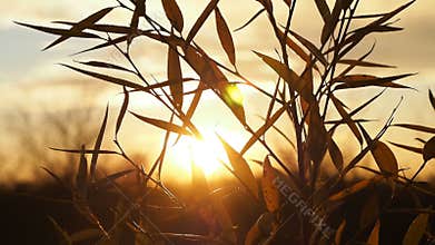 Video of yellow autumn tree leaves in the sunset