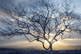 Wind-blown Tree
