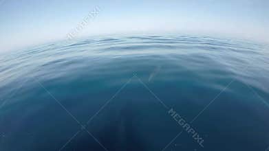 Dolphin swimming in the Galapagos Islands