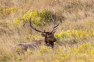 Rocky Mountain Elk in the Meadow
