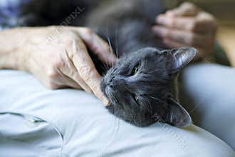 Comforting a Sick Cat