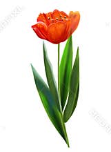 VINTAGE the RED tulip