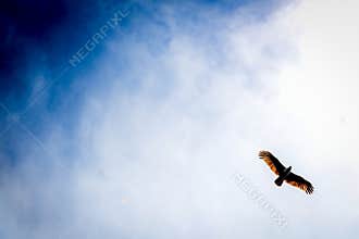 Eagle in the sky
