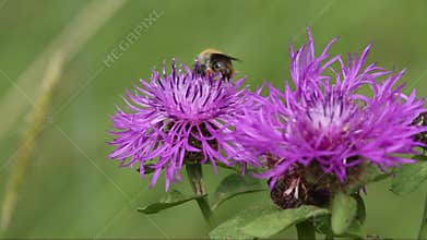 A bumblebee on a flower meadow cornflower