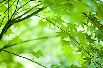 Green leaf