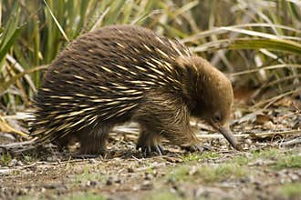 Australian Echnida