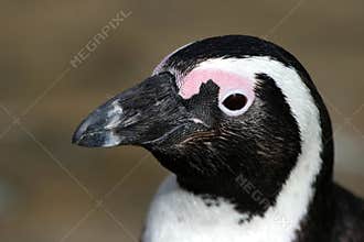 African penguin portrait