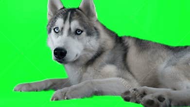 Dog siberian hasky. Green screen highly detailed 4K footage. Clean alpha. Shot on black magic camera 4K.