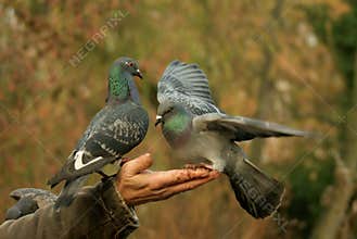 Kindly feeding pigeons