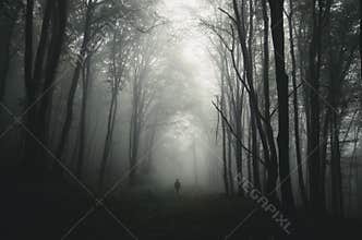 Man in dark haunted forest with giant trees