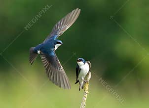 Swallows