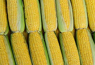 Fresh corn cobs being sold in fruit market