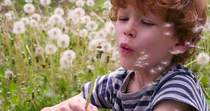 Boy and Dandelions