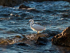 Snowy egret rocky coastline late afternoon