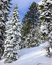 New Snow
