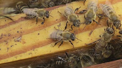 The bees in the hive