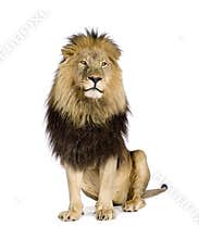 Lion (4 and a half years) - Panthera leo