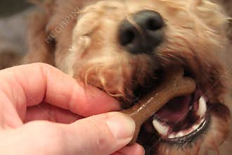 Dog eating treat bone