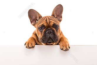 French Bulldog puppy