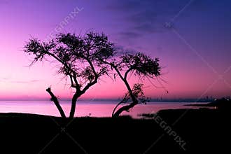 Tree silhouette