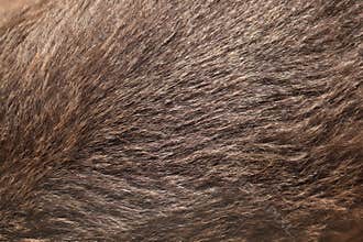 Brown bear (Ursus arctos) fur texture.