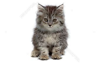 Grey kitten