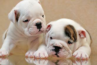 Two puppies
