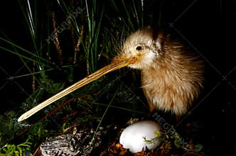 Kiwi bird and an egg