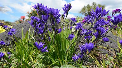 Purple flowers blossom