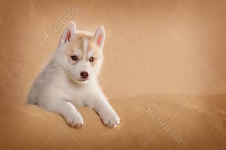 Cute puppy lying on its side