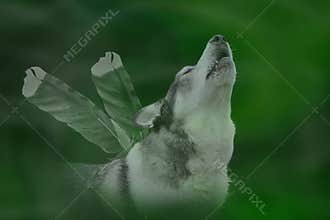 Howling Wolf