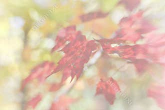 Soft Focus Fall Leaves