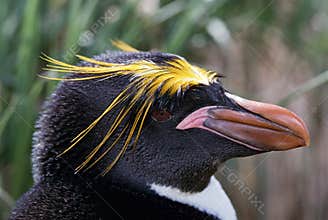 Macaroni Penguin Close-Up