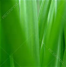 Green nature.