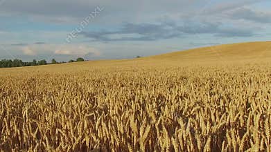Low flight above golden crop field at sunset, aerial view.