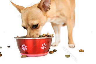 Cute dog eating from bowl