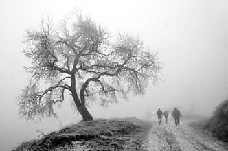 Winter tree and travelers in fog