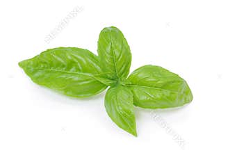 Basil