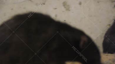 Black Rats In The Cave